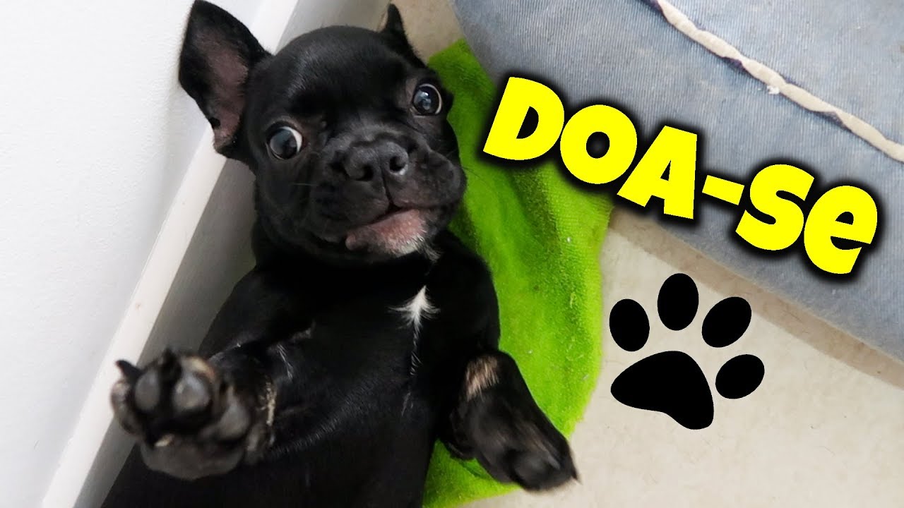 DOA-SE LINDOS FILHOTINHOS DE BULLDOG FRANCÊS!  EP.02