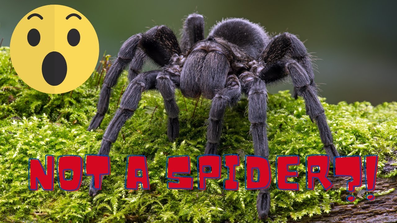 Tarantulas Aren't Spiders! (Sort of ...) - ARACHNOPHOBIA WARNING!