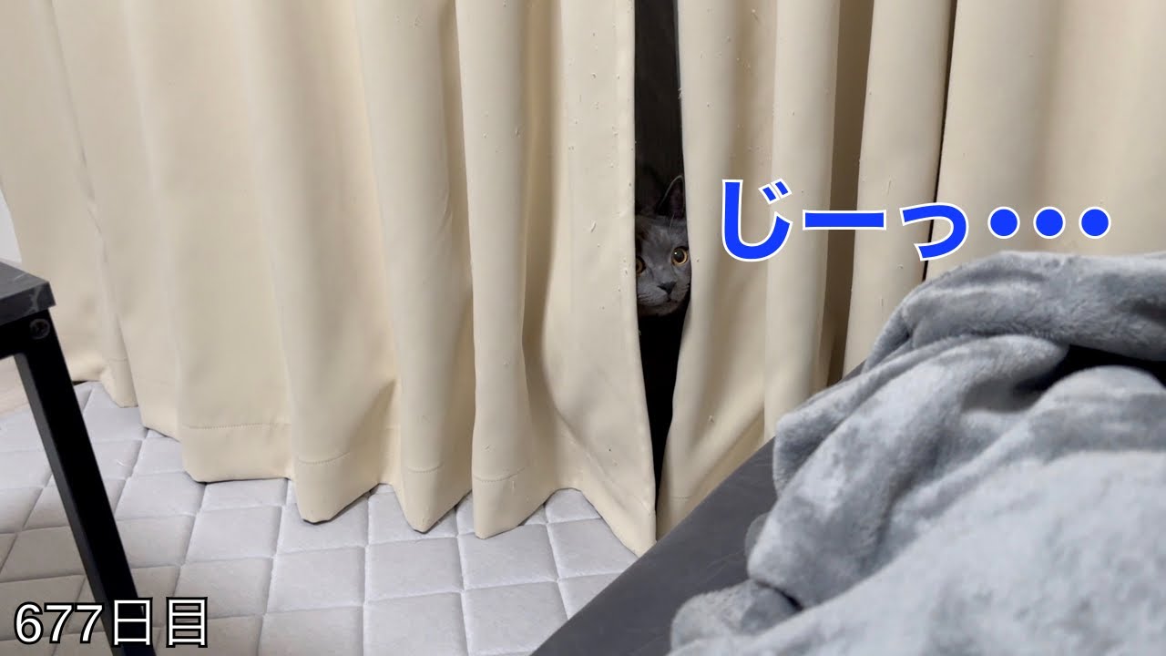 【スコ猫トト君】カーテン裏にいるトト君を煽ったら猫パンチを見せたり逆さ匍匐前進を見せたりしたんですが、本来の目的は•••