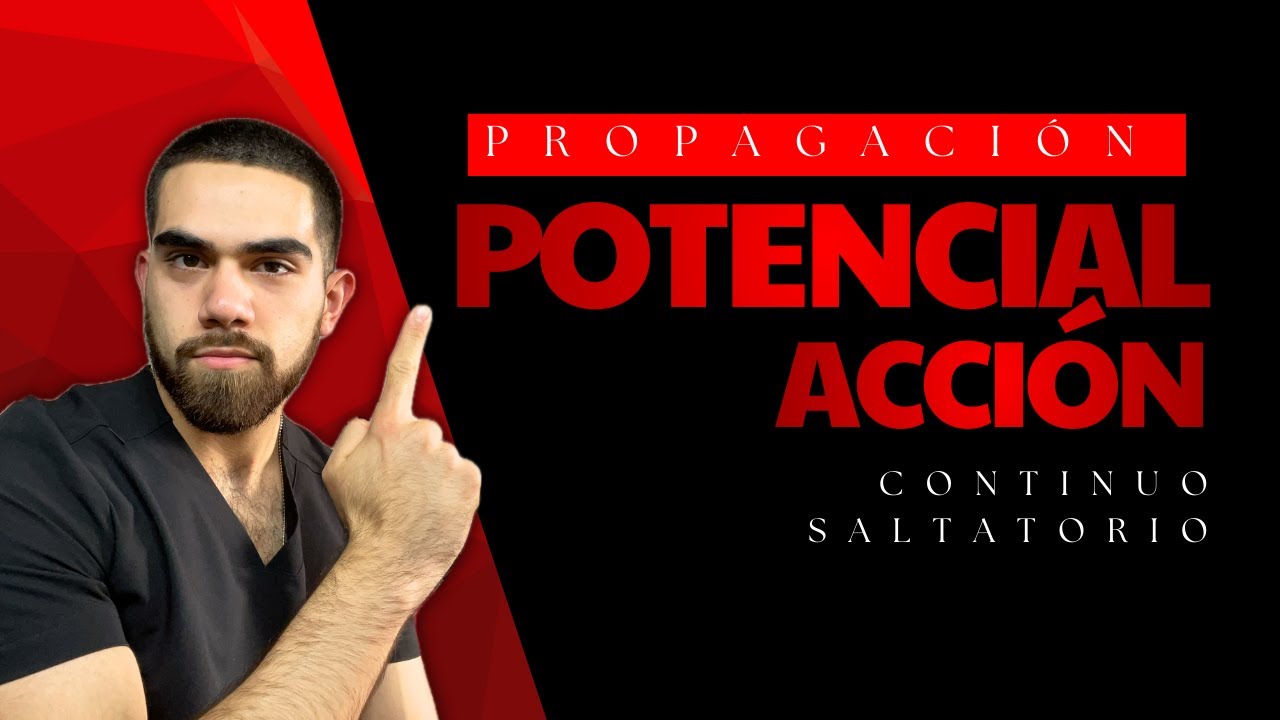 PROPAGACIÓN del potencial de acción: continuo y saltatorio