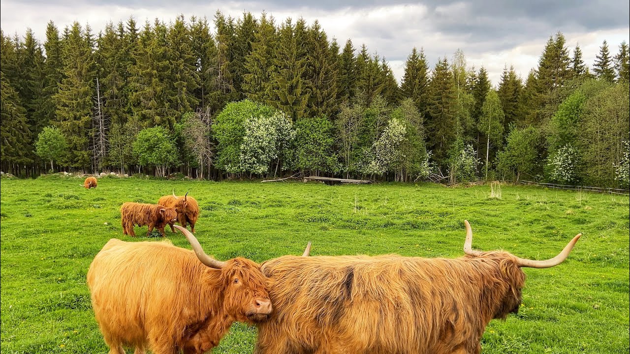 At the pasture 30th of May 2025