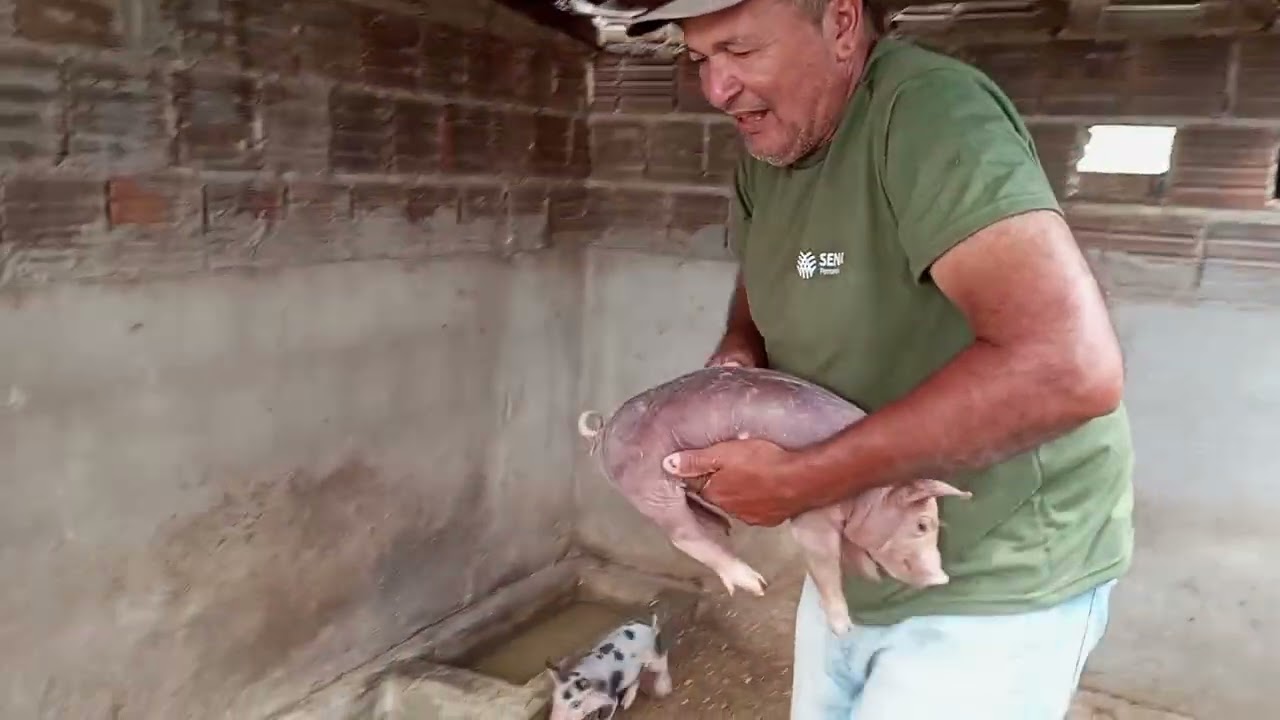 Vacinando os porcos do meu genro na Granja Sitio Jati