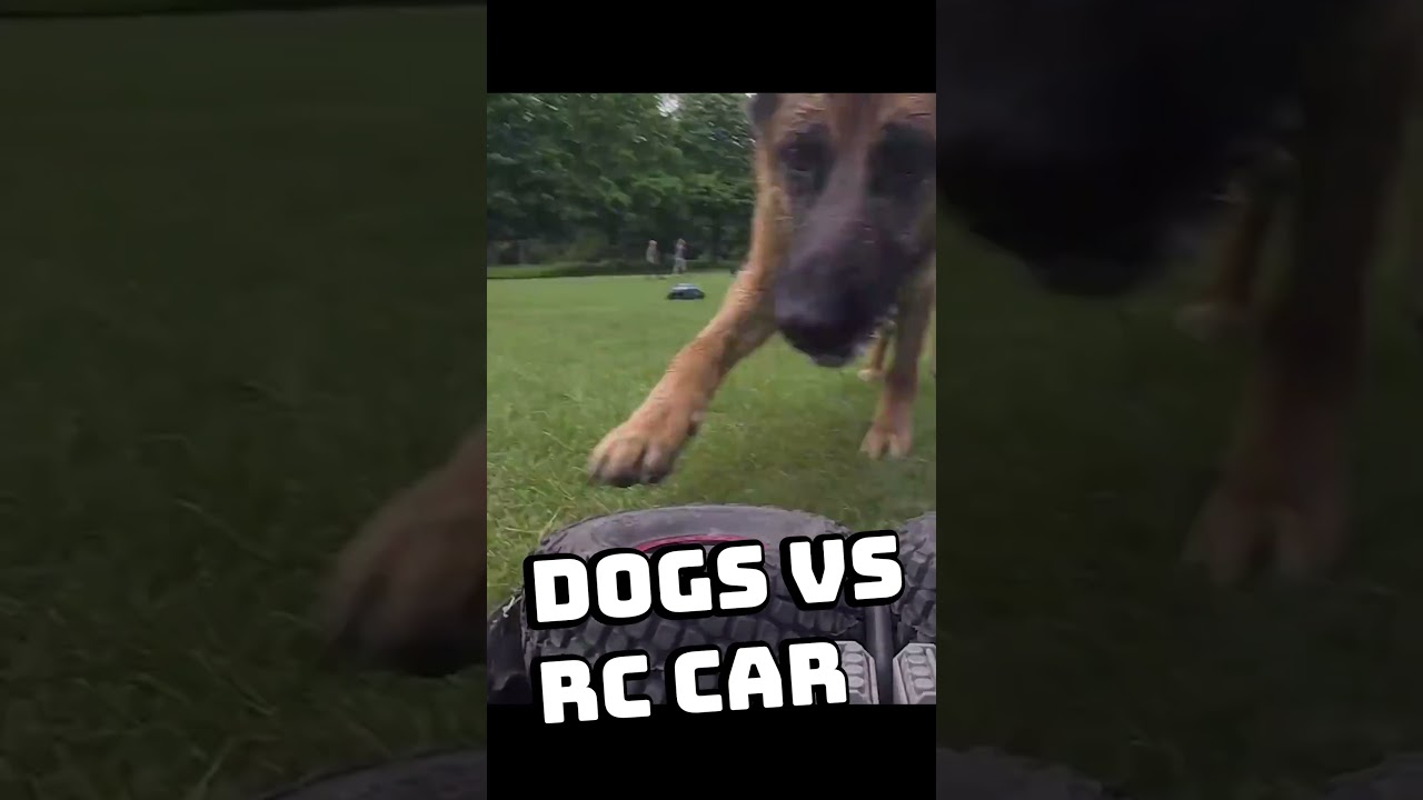 Dog vs rc car