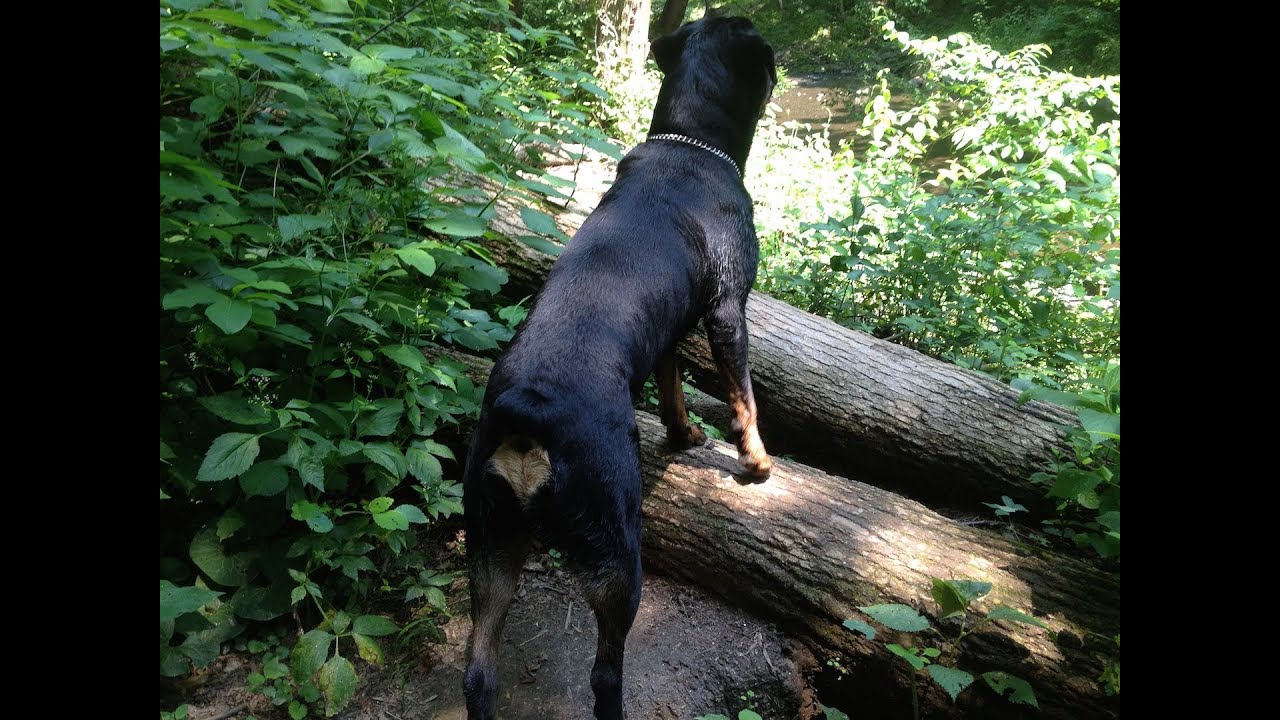 Rottweiler Vs. Skunk