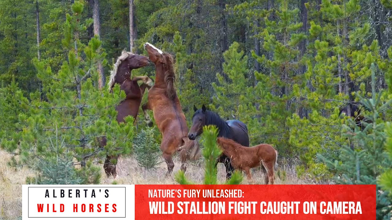 While Two Stallions Clash, the Mare Walks Away