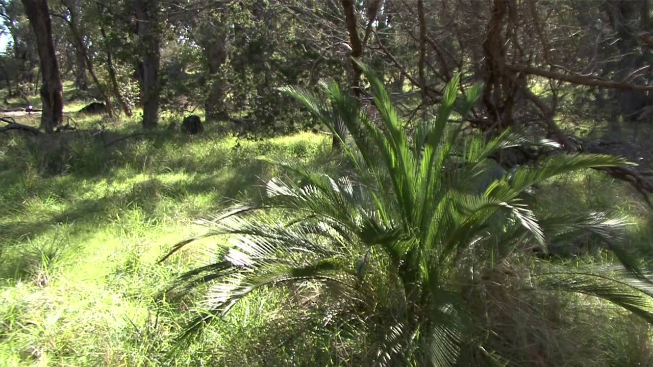 Baldivis Children's Forest - Conservation Through Education