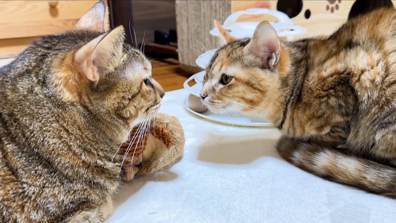 疲れを癒してくれるエンジェルボイスの麦わら猫は温かい場所を見つける事が大得意