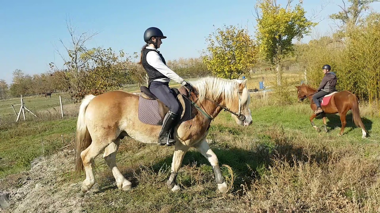 Berci - 12 éves haflingi herélt