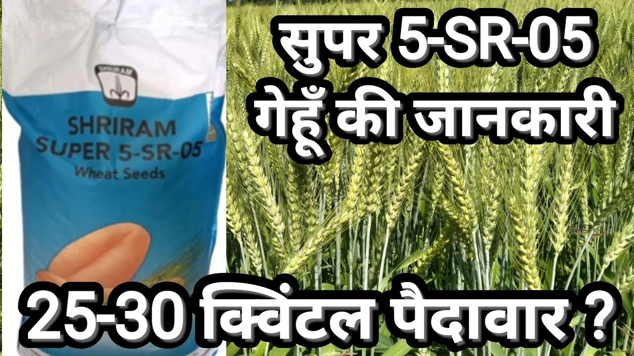 श्रीराम सुपर 5-SR-05 /ज्यादा पैदावार देने वाला गेहूँ बीज/Top Wheat Seed 