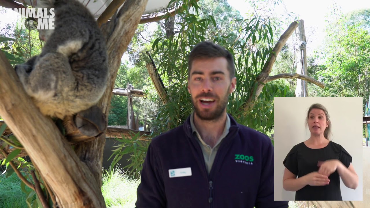 Koala keeper talk with Auslan interpreter at Healesville Sanctuary