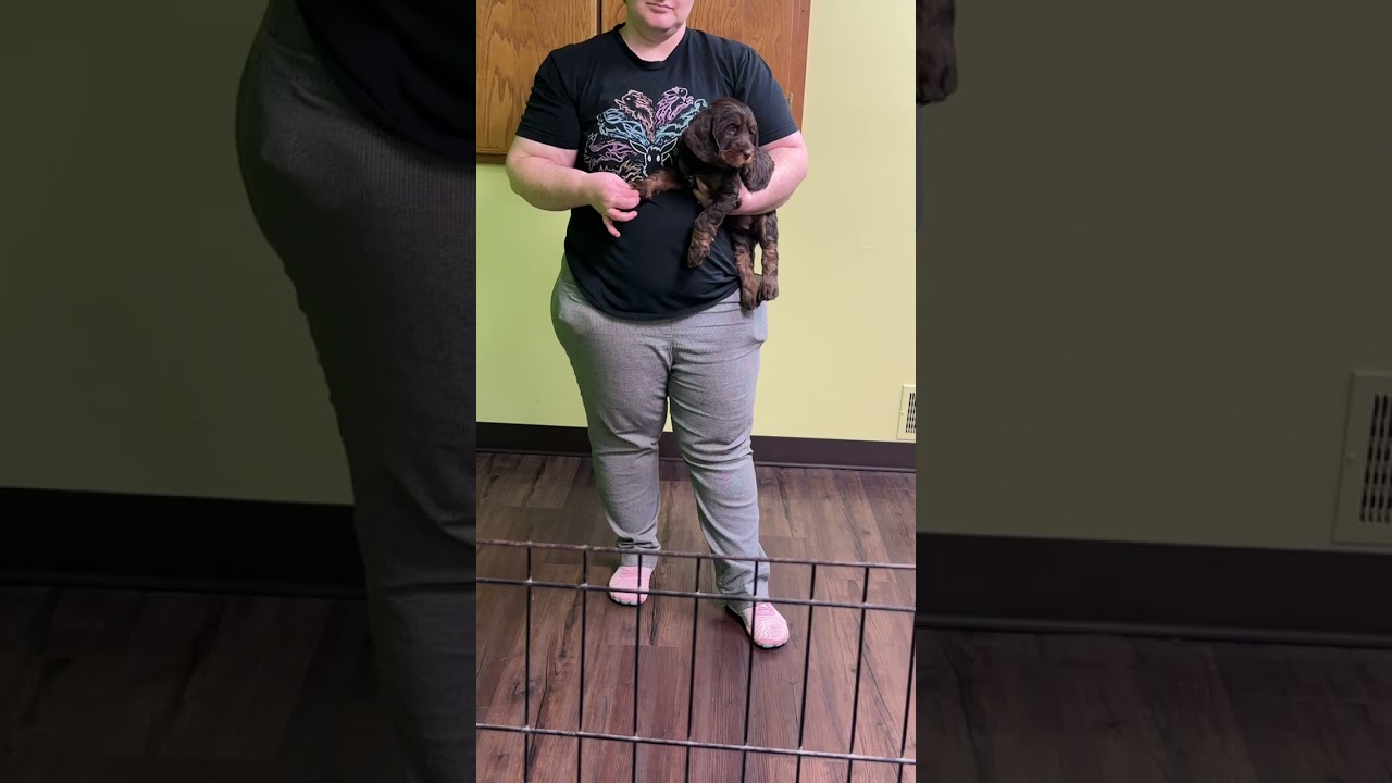 Ginger’s Rose gold's aptitude evaluation ￼