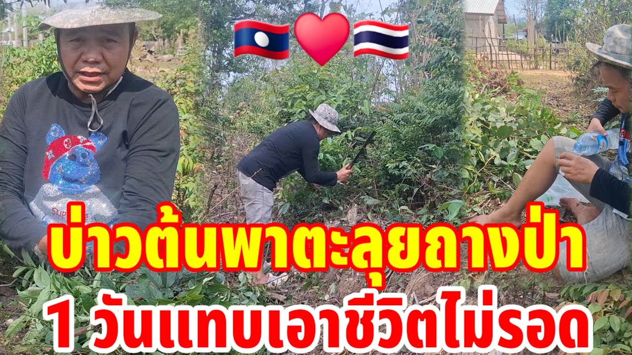 🇱🇦บ่าวต้นพาบตะลุยถางป่า 1 วันแทบเอาชีวิตไม่รอด