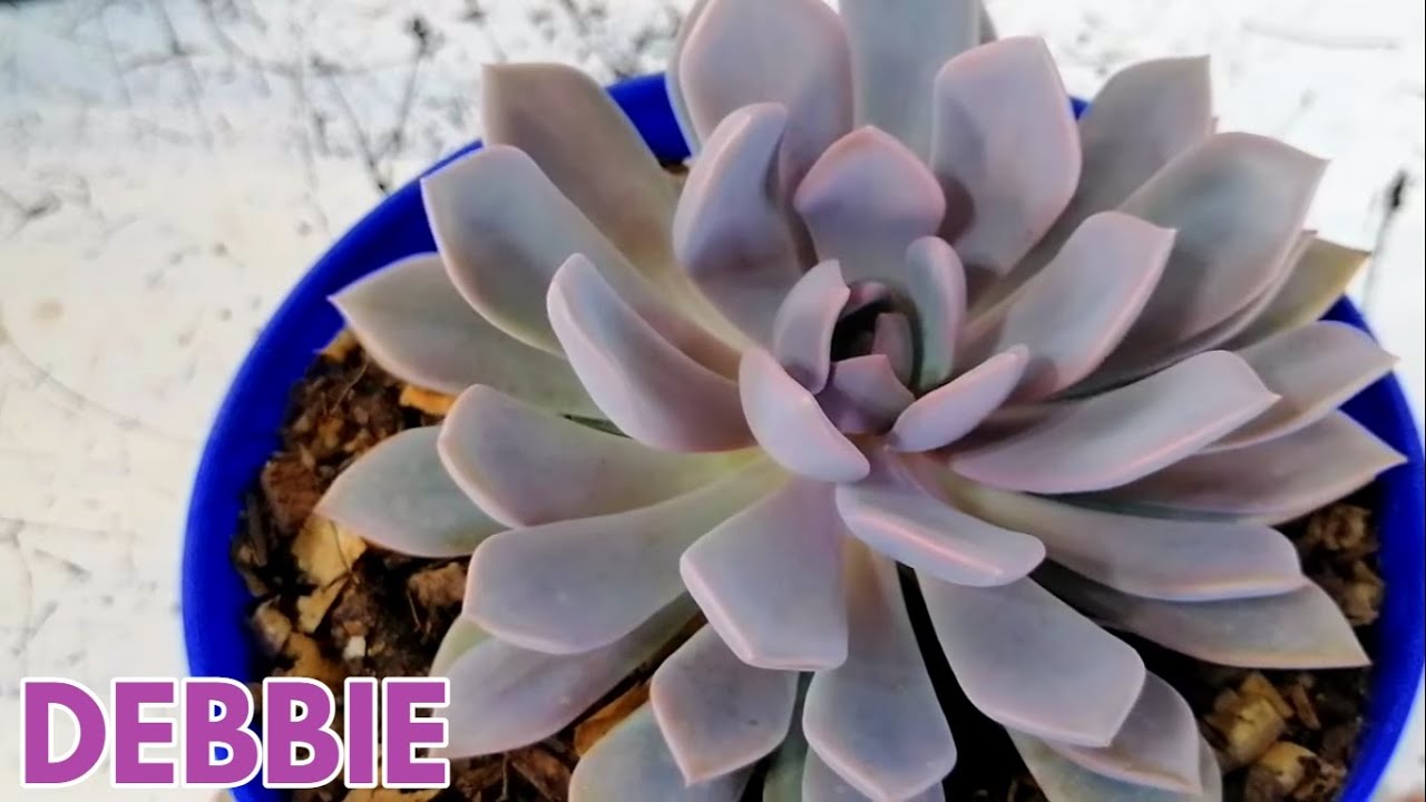 graptoveria debbie cuidados donsuculento