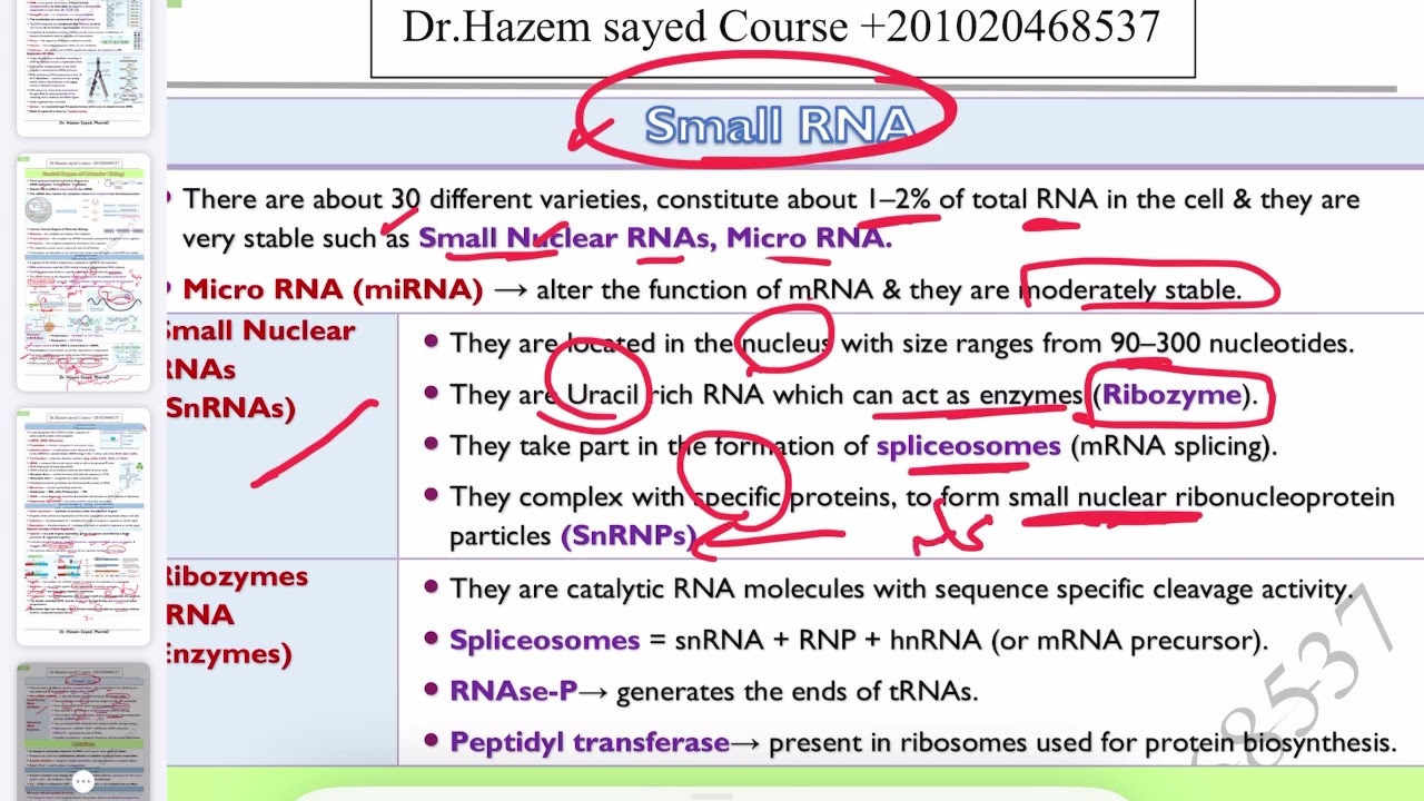🔴 Small RNAs (SnRNA, MiRNA), Dr.Hazem Sayed