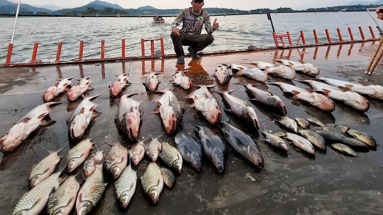 ตกปลาเขื่อนศรีนครินทร์ 3วัน 2คืน#ไต๋หลีด#เหยื่อตกปลาลุงจงหัวตาล #fishing #fish #ตกปลาหน้าดิน #ตกปลา