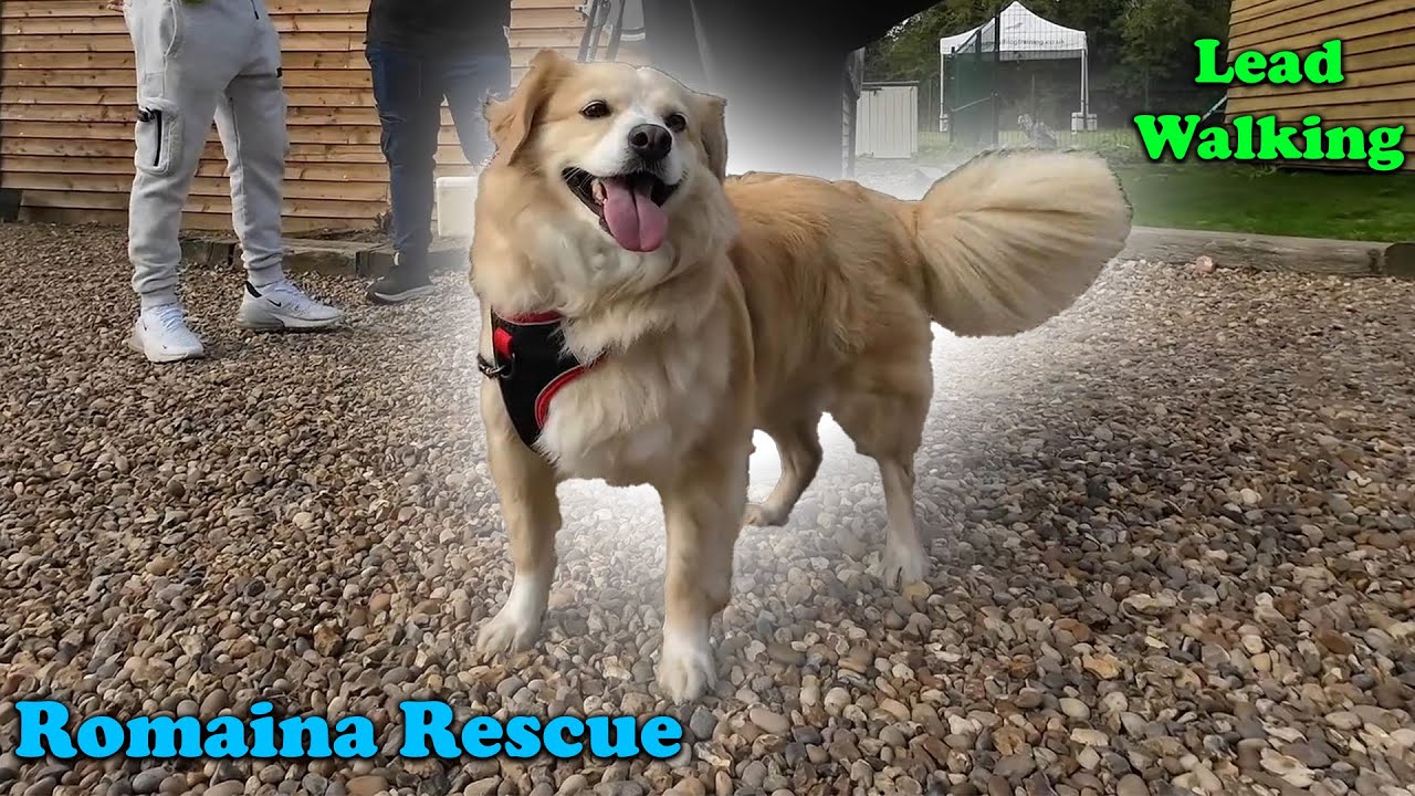 Can a Pro Dog Trainer Help My Romanian Rescue Walk on Lead?