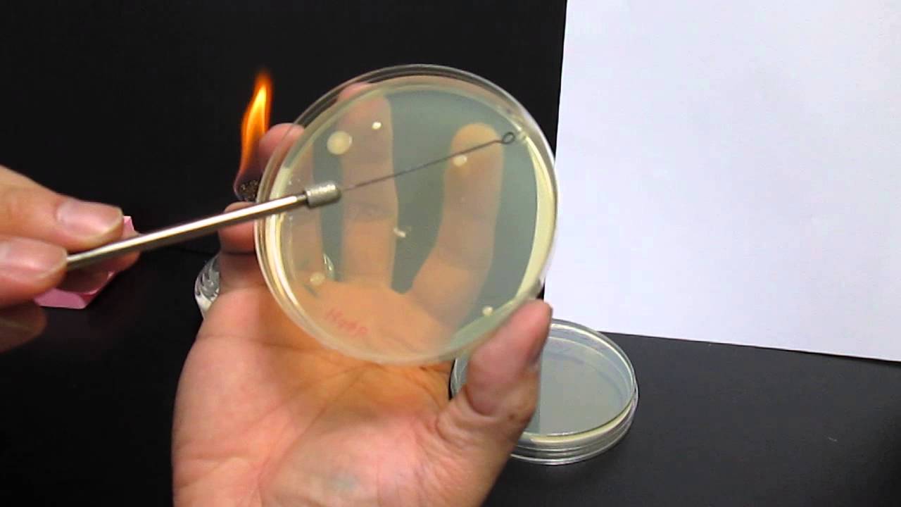 劃培養皿以得到單一菌落-03 (Streaking a plate to obtain isolated colonies-03)