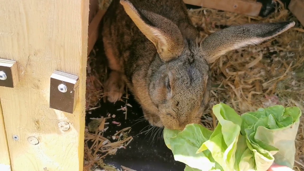 Hasenstall ausmisten/Nestkontrolle/Zuckershock 🐰🍭