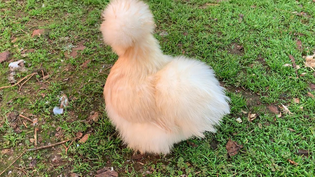 JOVEN SILKIE 100% USA COLOR RED PYLE