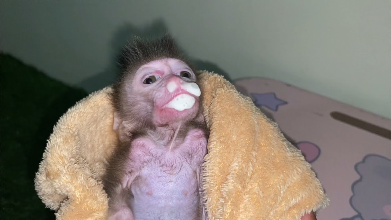 BABY MONKEY VOMITS, DRINKING TOO MUCH MILK