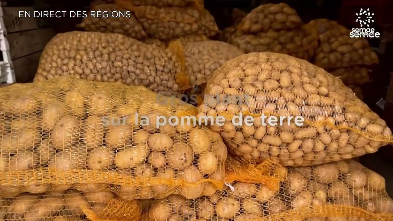 J3 - En direct des régions - Le plant certifié  de pomme de terre : une garantie de qualité