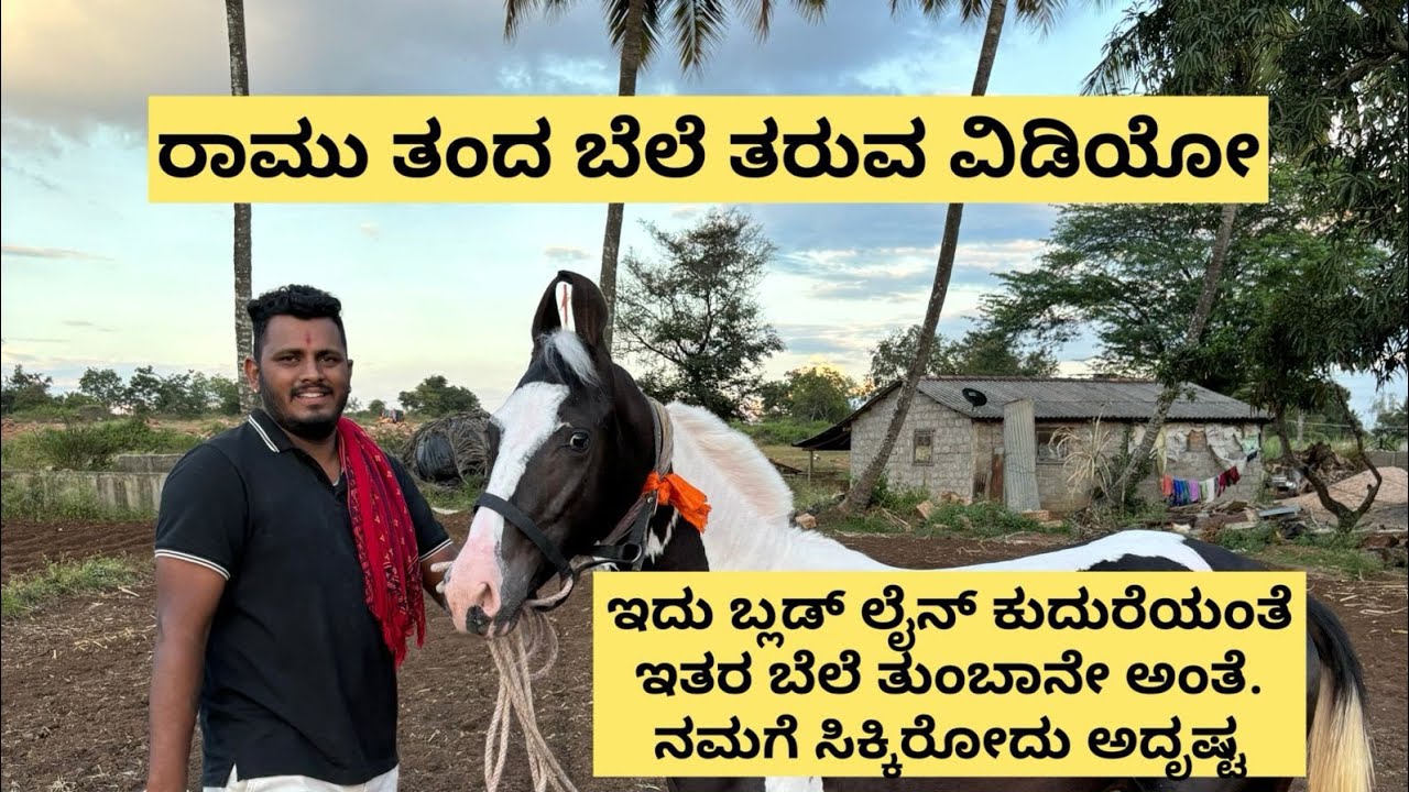 ಇದು ಬ್ಲಡ್ ಲೈನ್ ಕುದುರೆಯಂತೆ ಇತರ ಬೆಲೆ ತುಂಬಾನೇ ಅಂತೆ. ನಮಗೆ ಸಿಕ್ಕಿರೋದು ಅದೃಷ್ಟ #horse #dbossfan #dbossfan