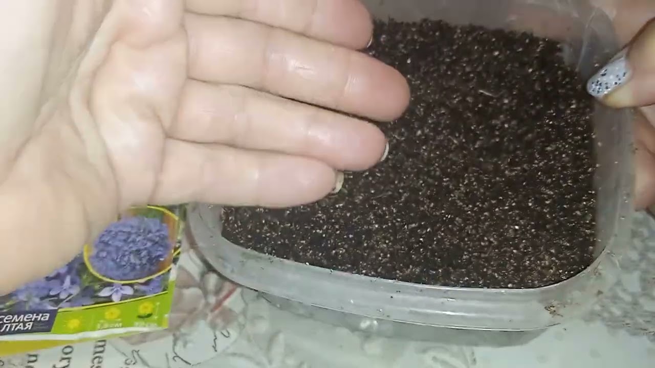 Семена из светофора монеточки
