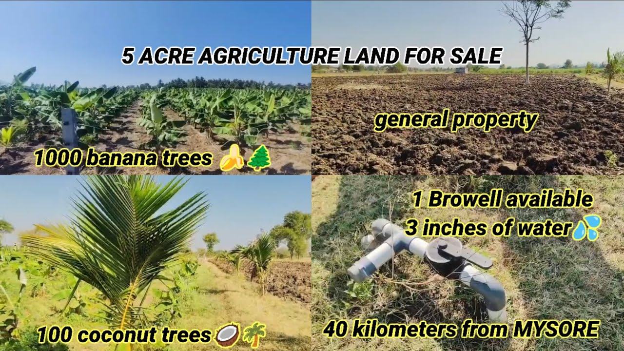 5 ACRE AGRICULTURE LAND FOR SALE NEARBY Chikka Kavalande, Karnataka 9902082955