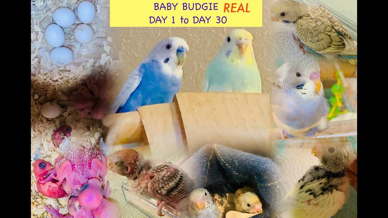 Baby budgies growth stage real day to day| Day 1 to Day 30 | Cute budgie