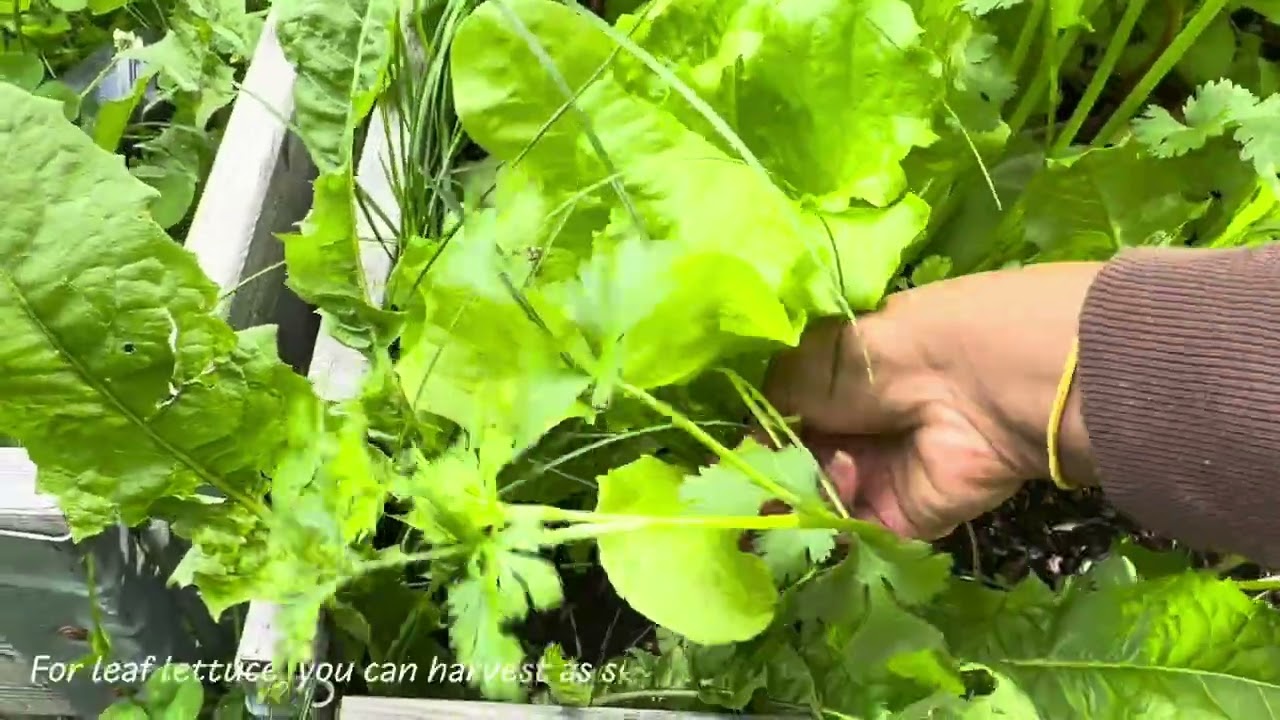 Garden Harvest Vlog 🌾 | Cozy Slow Living Day