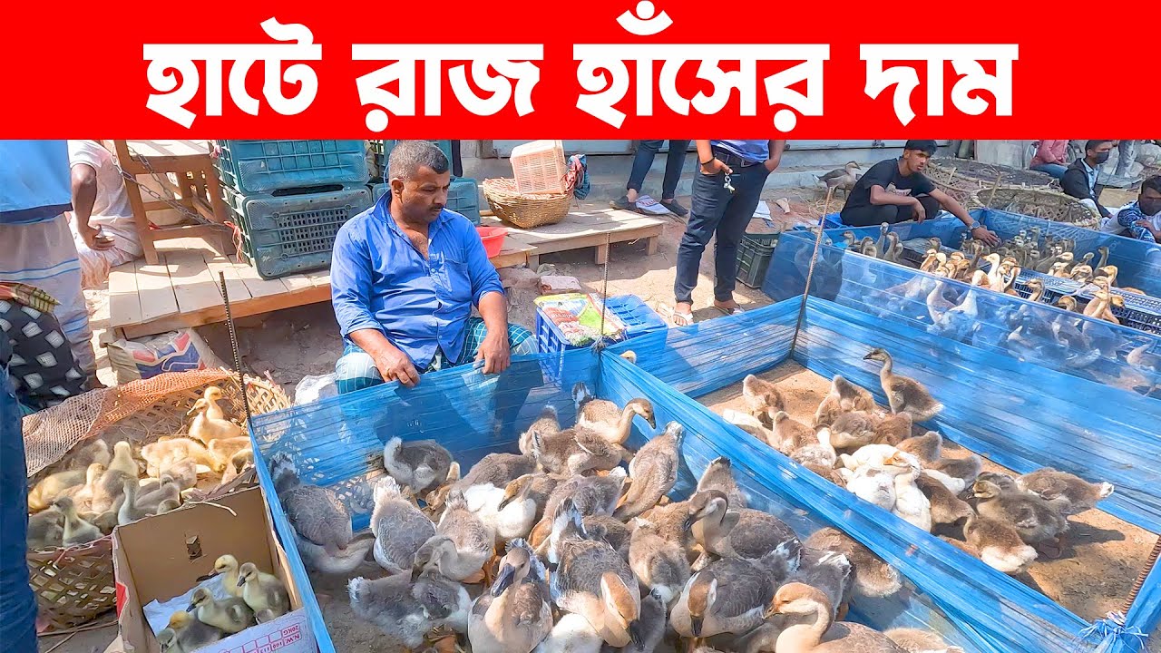 হাটে রাজ হাঁসের দাম || Village Market || Village Market in Bangladesh || Putia Bazar Narsingdi