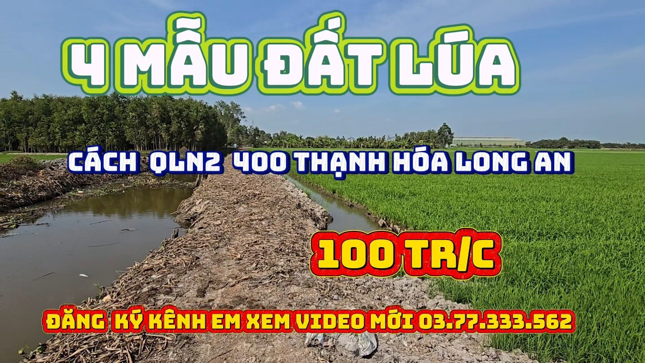 BÁN 4 MẪU ĐẤT LÚA TẠI THẠNH HÓA LONG AN ,GIÁ  100 TR/C CÁCH QLN2  300 mét