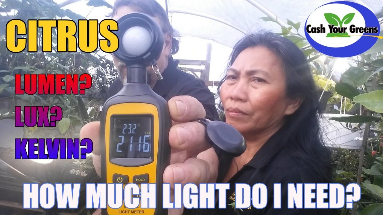 HOW MUCH LIGHT DO CITRUS TREES REQUIRE? LUX, LUMENS, KELVINS