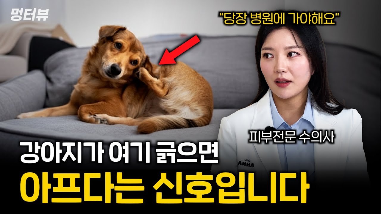 수의사가 경고하는 강아지 긁는 부위별 의미 (여기는 반드시 알아두세요) | 멍터뷰ep.59