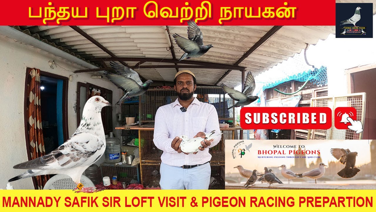 பந்தய புறா நாயகன் | Thiru. Mannady Safik Sir Loft Visit & Pigeon Racing Preparation