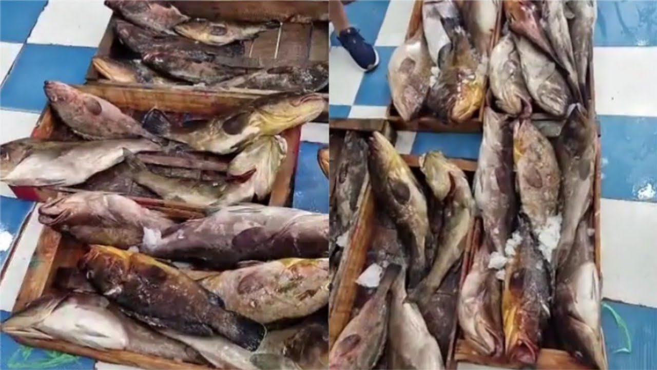 سوق السمك في الجزائر.. سمك الميرو اليوم مسمكة الصخرة السوداء اولاد موسى