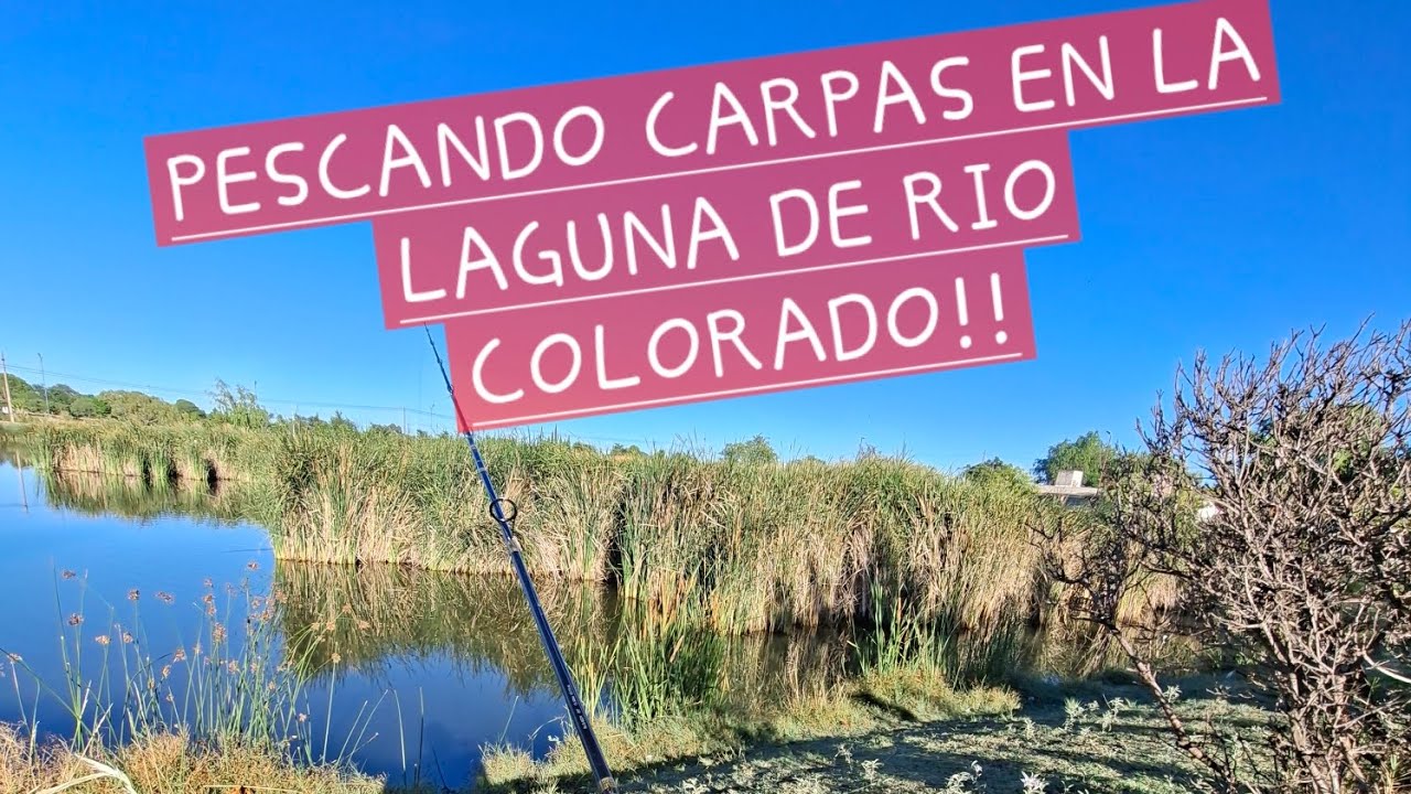 Pescando Carpas en la laguna de Río Colorado!!
