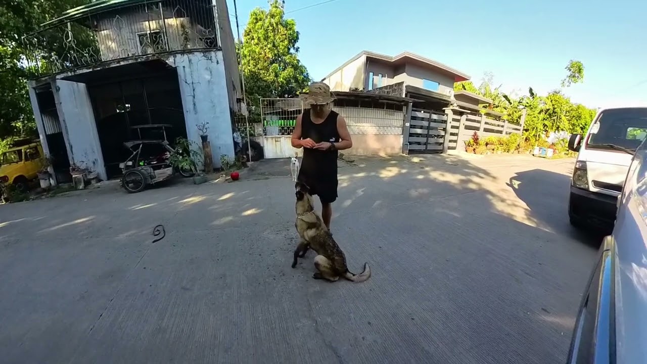Reporting Video to Our Client: SAM (BELGIAN MALINOIS) REPORTING VIDEO
