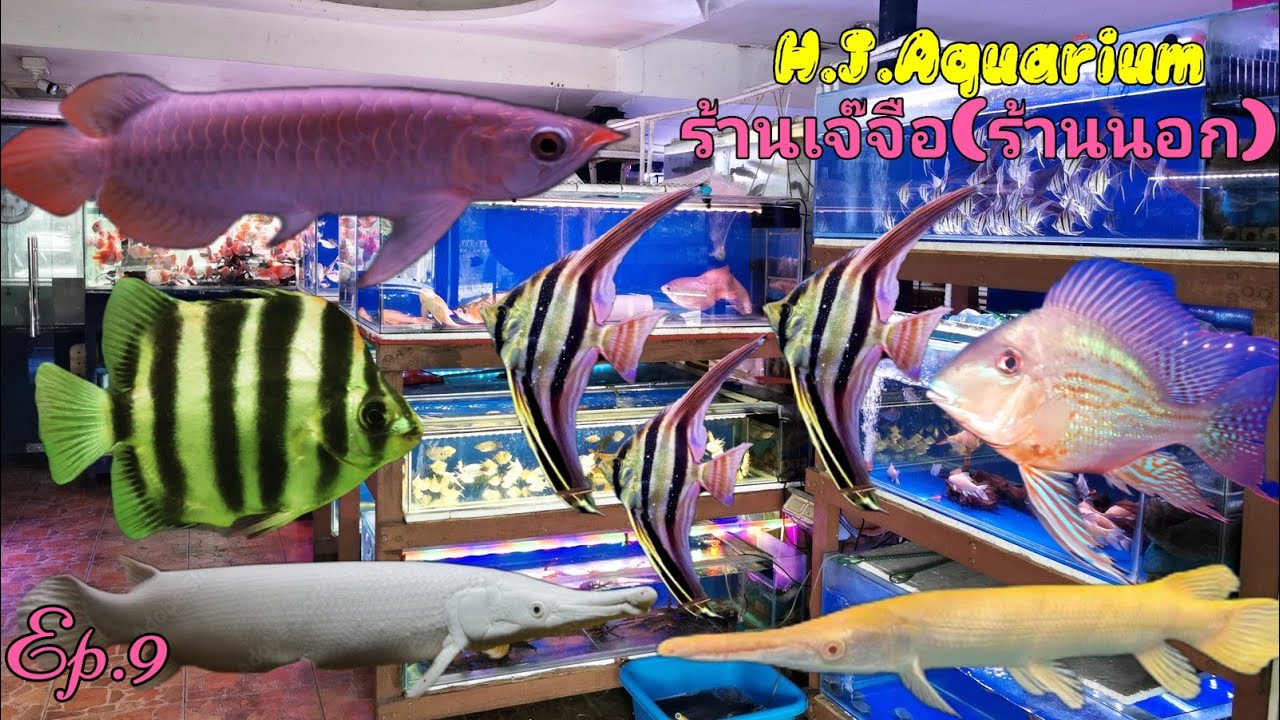 ร้านเจ๊​จือ​ H.J.Aquarium​(ร้านนอก)​🐟Ep.9