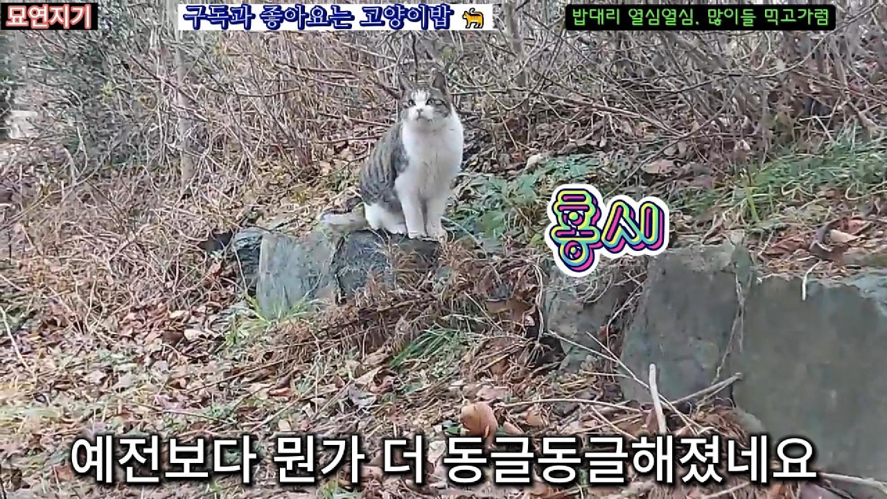 남의 급식소 밥대리 열심 #묘연지기 #고양이 #길냥이밥주기