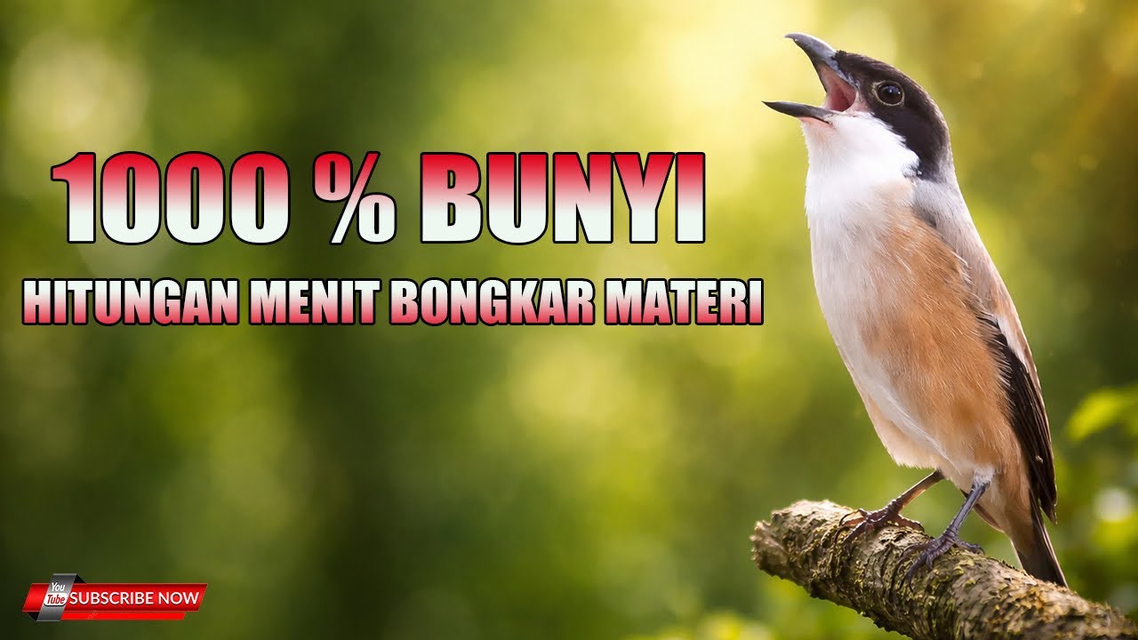 PANCINGAN CENDET MATERI MEWAH COCOK UNTUK CENDET MACET GARANSI BUNYI DALAM HITUNGAN MENIT