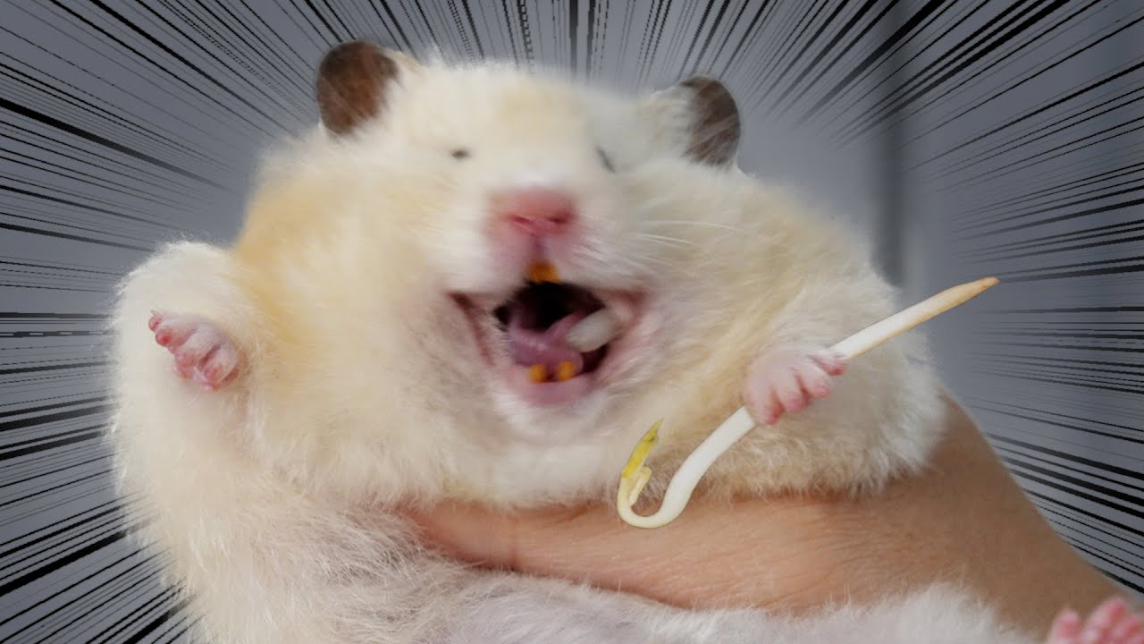 Хомяк против ростков фасоли | Hamsters vs Bean Sprouts