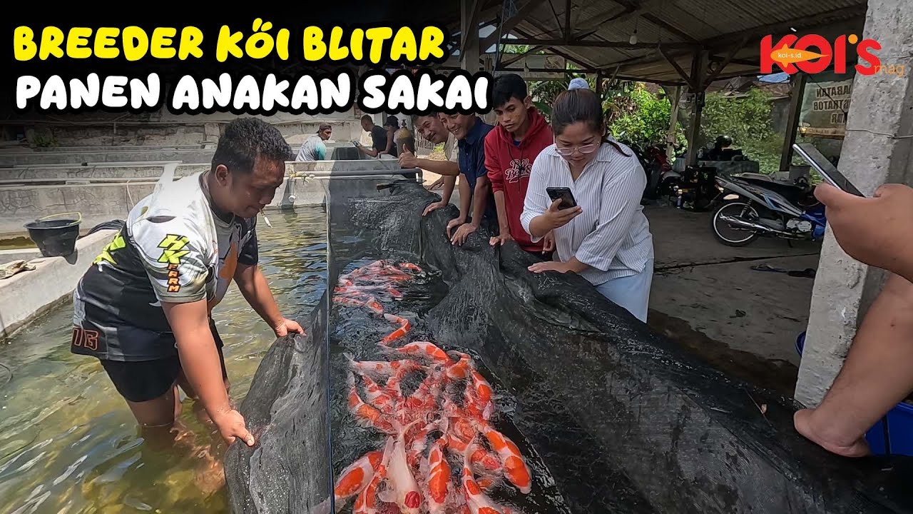 MARI KITA INTIP CARA PANEN BREEDER KOI BLITAR DARI ANAKAN IMPORT JEPANG