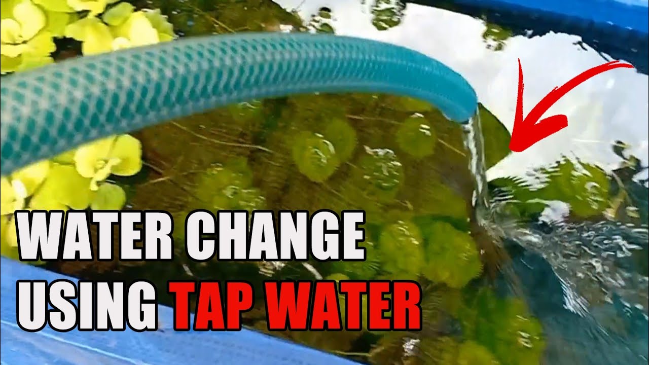 HOW TO SAFELY USE TAP WATER IN YOUR AQUARIUM (English Subtitle)