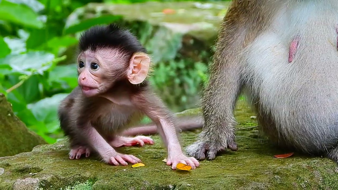 Cambodia Angkor Wat MONKEY EP  253