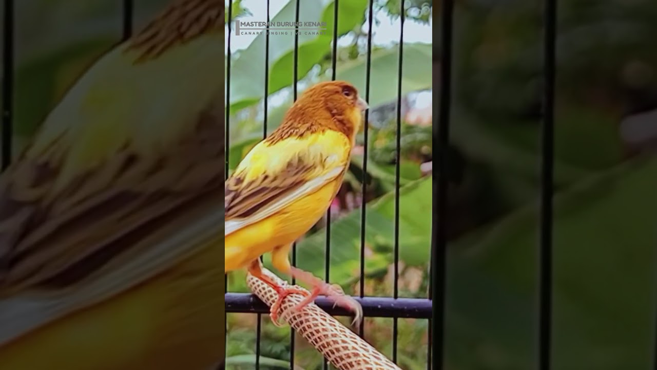 Canary Song Bird Song 52 3