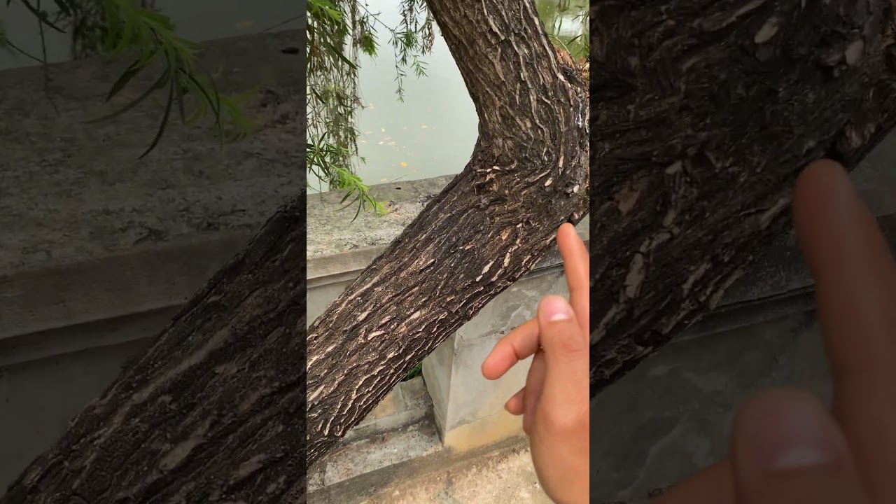 C&acirc;y Liễu Rủ một loại thảo dược hay v&agrave; qu&yacute; #c&acirc;ythuốcqu&yacute; #farming #covenduongvlogs #caycanh #caycomui