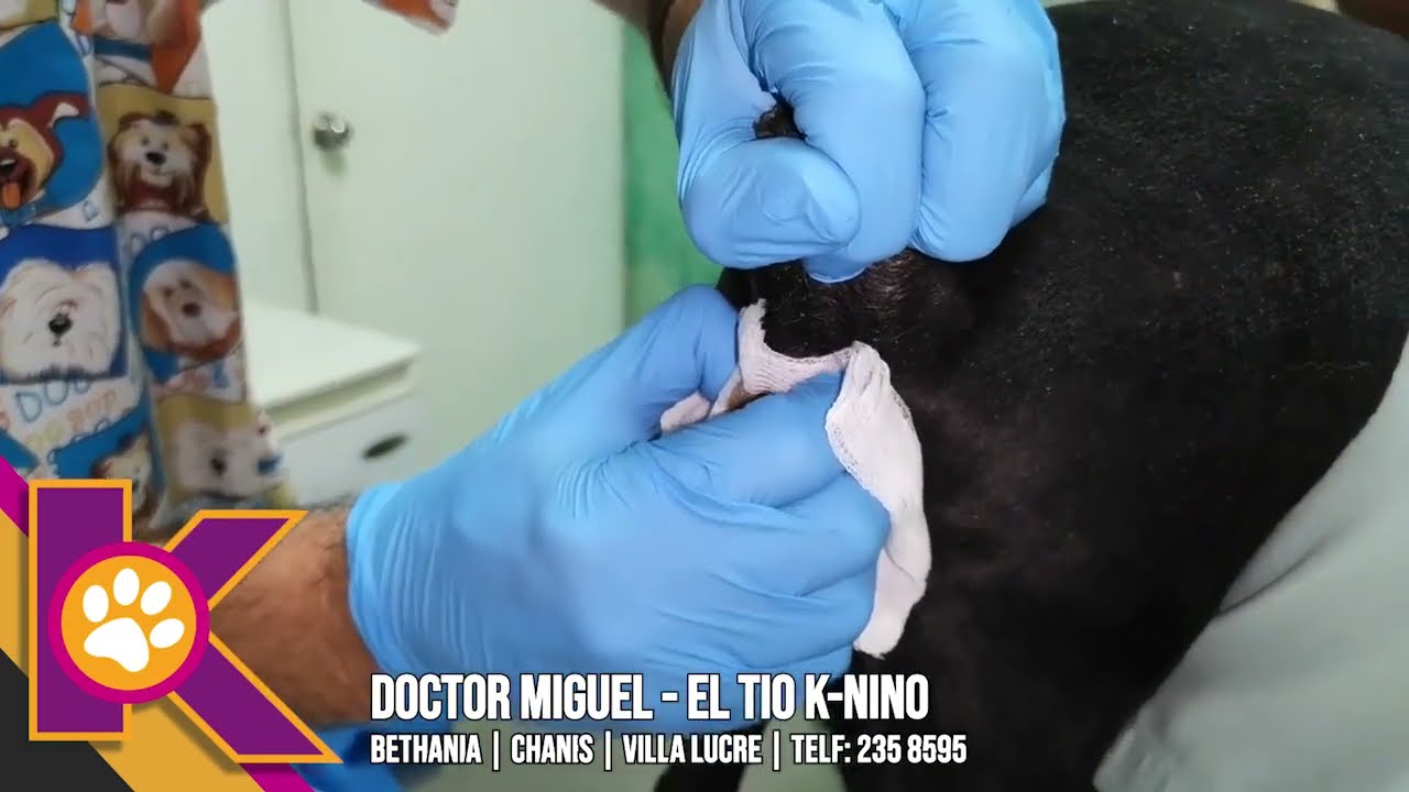 Glándulas anales en perros