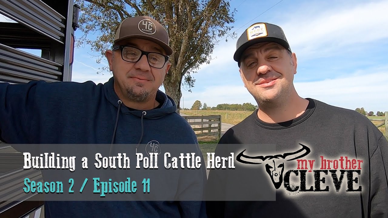 Building a South Poll Cattle Herd | My Brother Cleve TV Show (S2/E11) | Alvarado Road Show