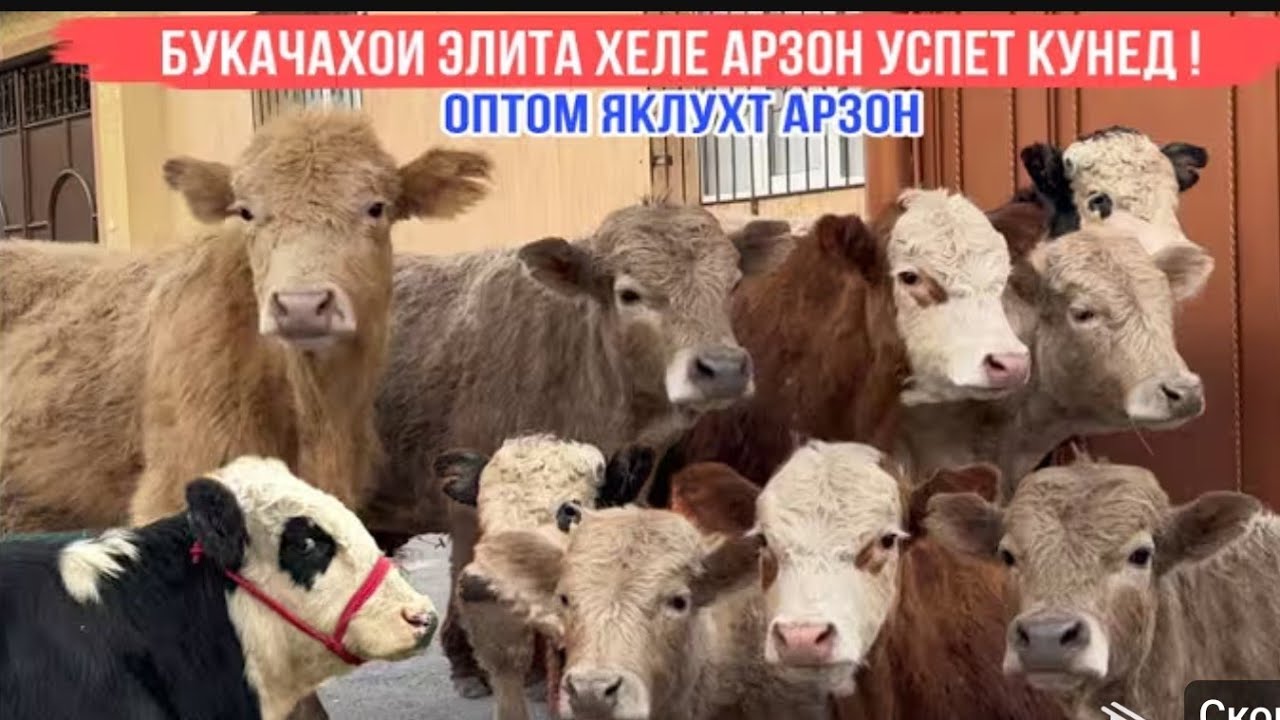 +992902373535 8.Сар Букачахои Элита Оптом Арзон успет ккнед 19.февраля 2026 г